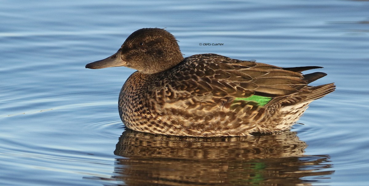 Green-winged Teal - ML263956561