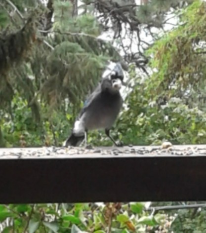 Blue Jay (Southeastern) (Cyanocitta cristata semplei) - North American  Birds - Birds of North America