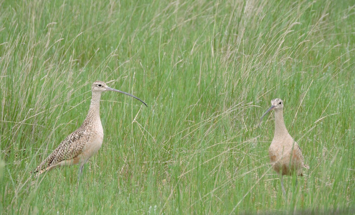Long-billed Curlew - ML26397071