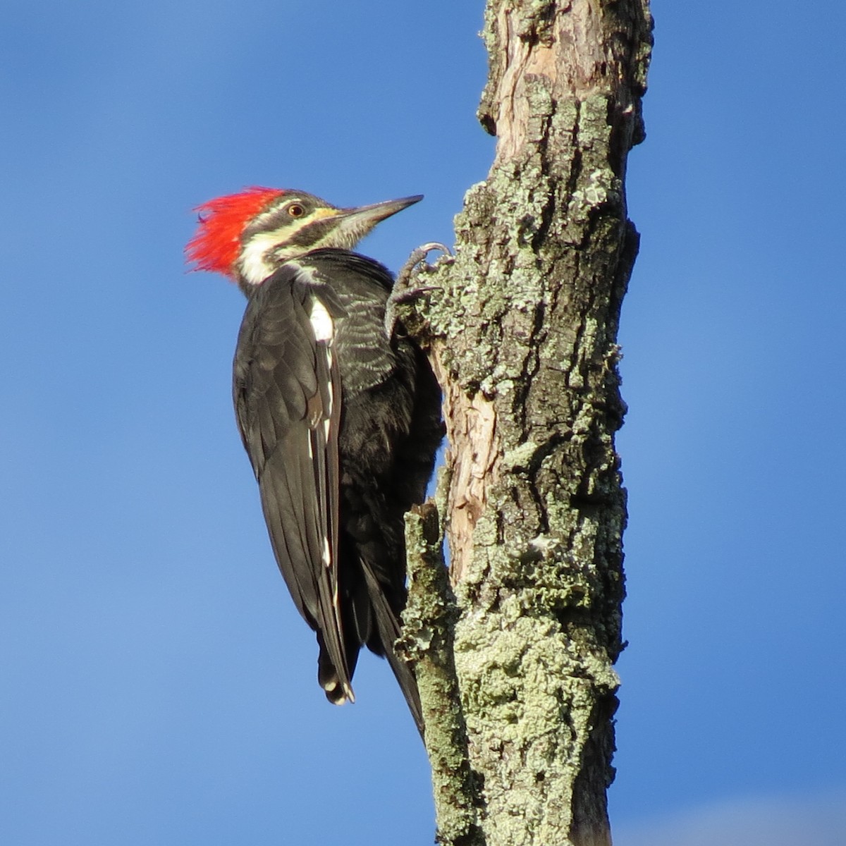 Pileated Woodpecker - Tom Eck