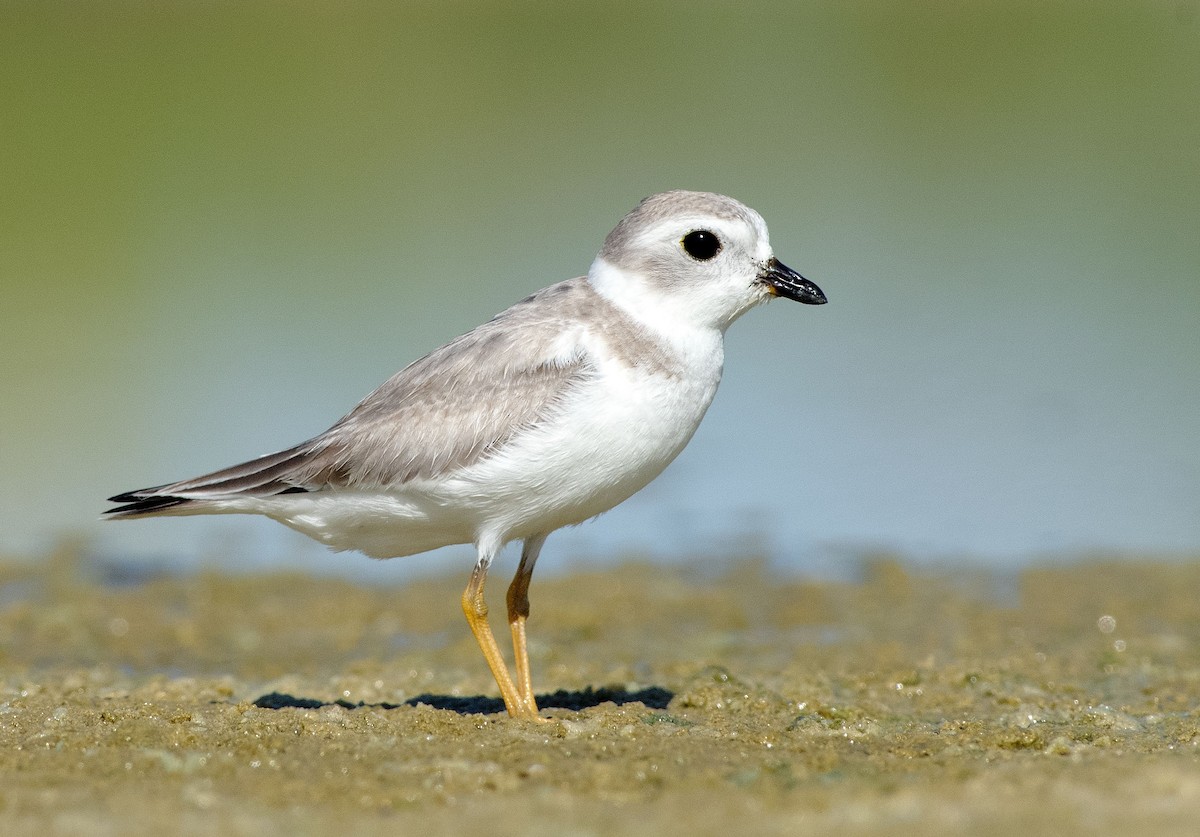 Piping Plover - Denny Swaby