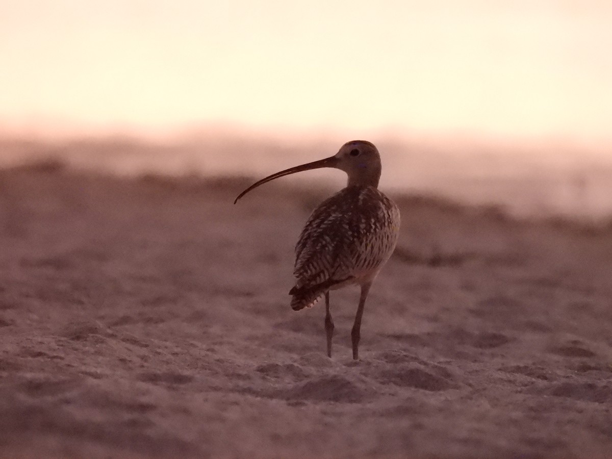 Long-billed Curlew - ML263980141