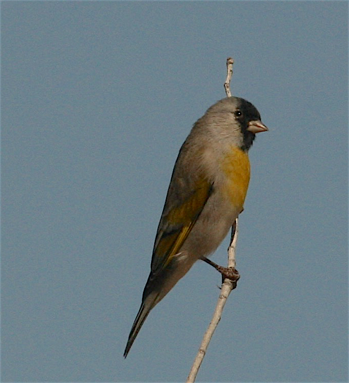 Lawrence's Goldfinch - Anonymous