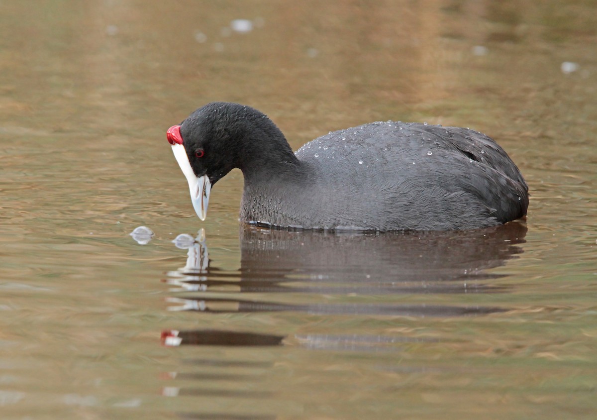 Red-knobbed Coot - ML26399351