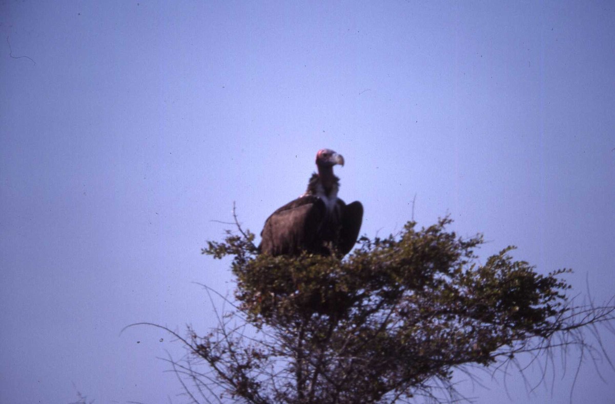 Lappet-faced Vulture - ML26400051