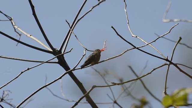 Gilded Hummingbird - ML264002681