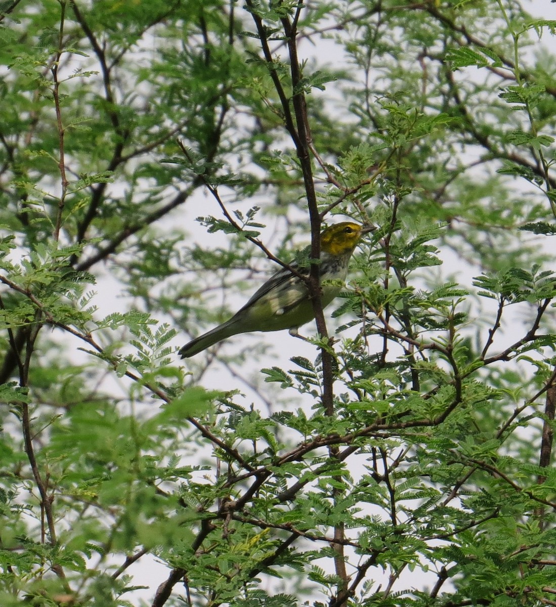 Black-throated Green Warbler - ML264003051