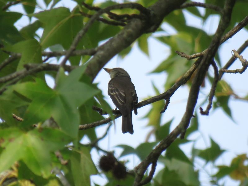 Eastern Wood-Pewee - Tracy The Birder