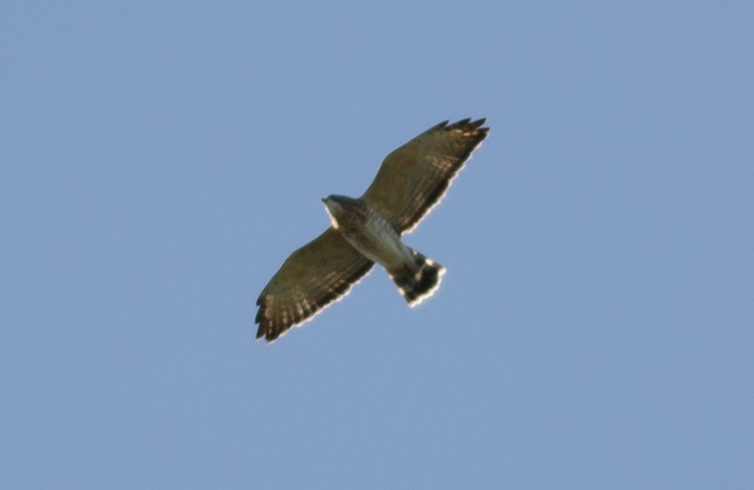 Broad-winged Hawk - ML264008771