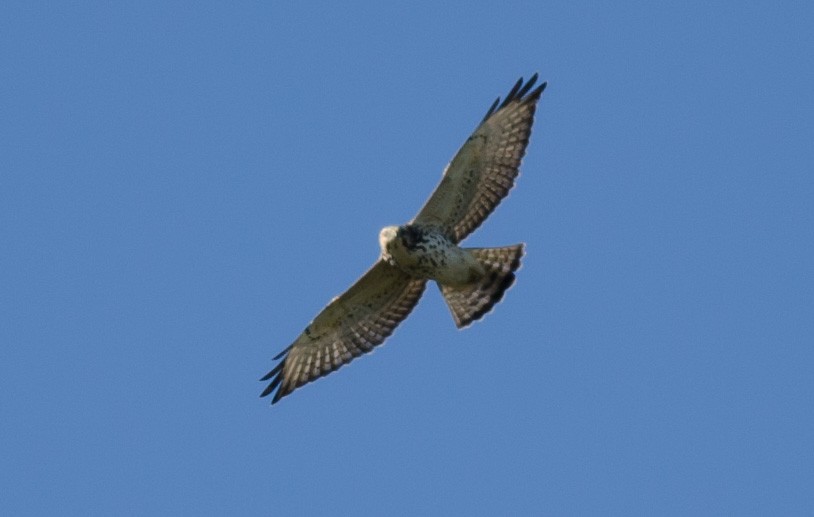 Broad-winged Hawk - Alix d'Entremont
