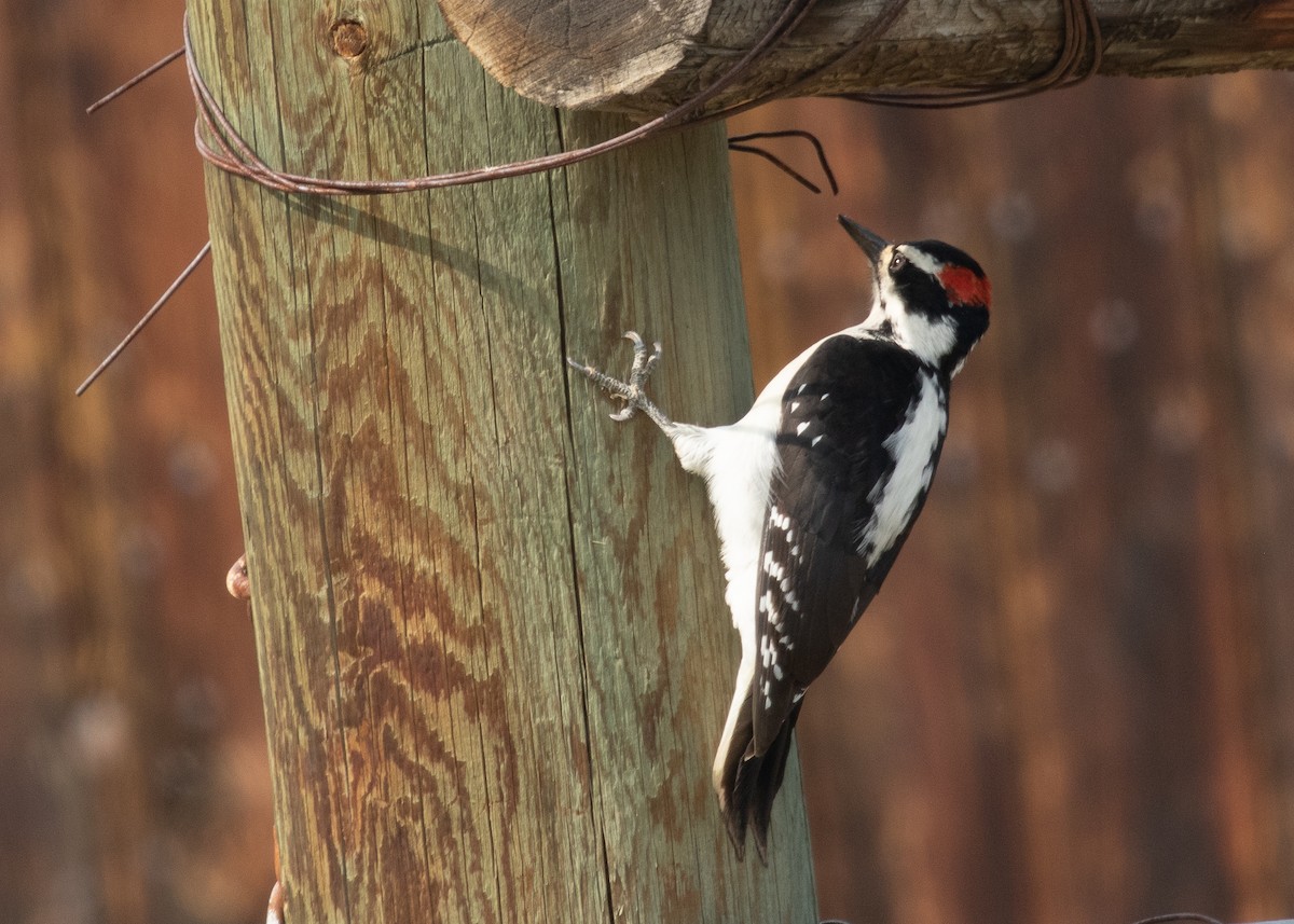 Hairy Woodpecker - Sandra Ewald