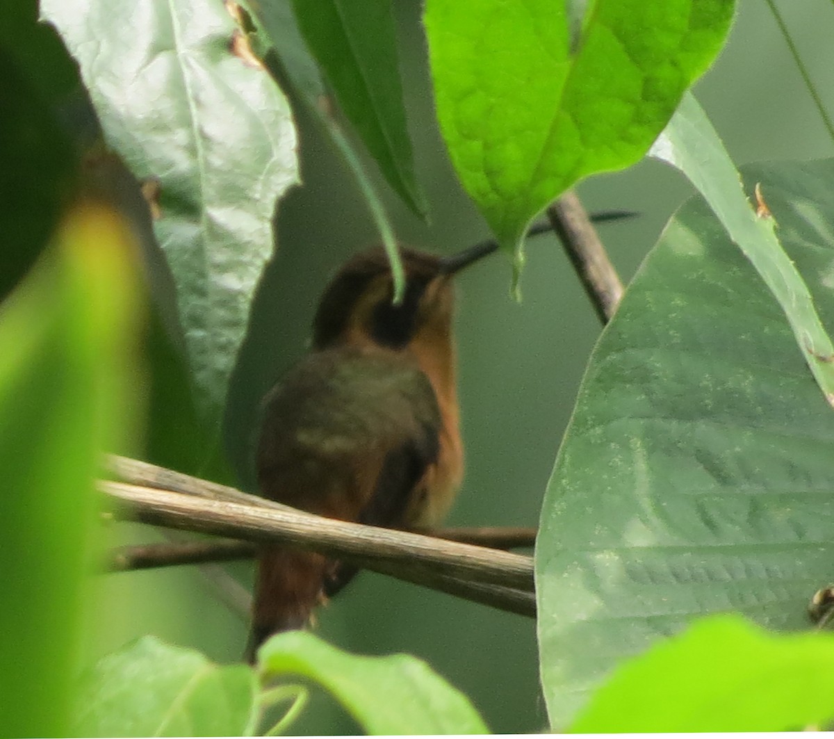 Черногорлый колибри-отшельник - ML26402721