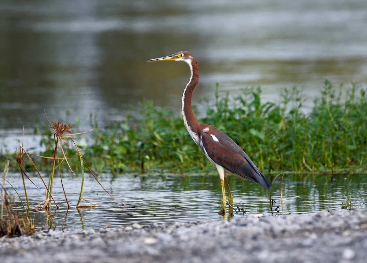 Tricolored Heron - Donna Stelly