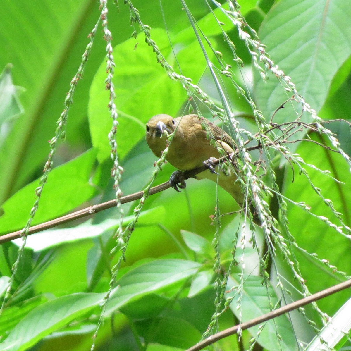 Yellow-bellied Seedeater - ML26403171