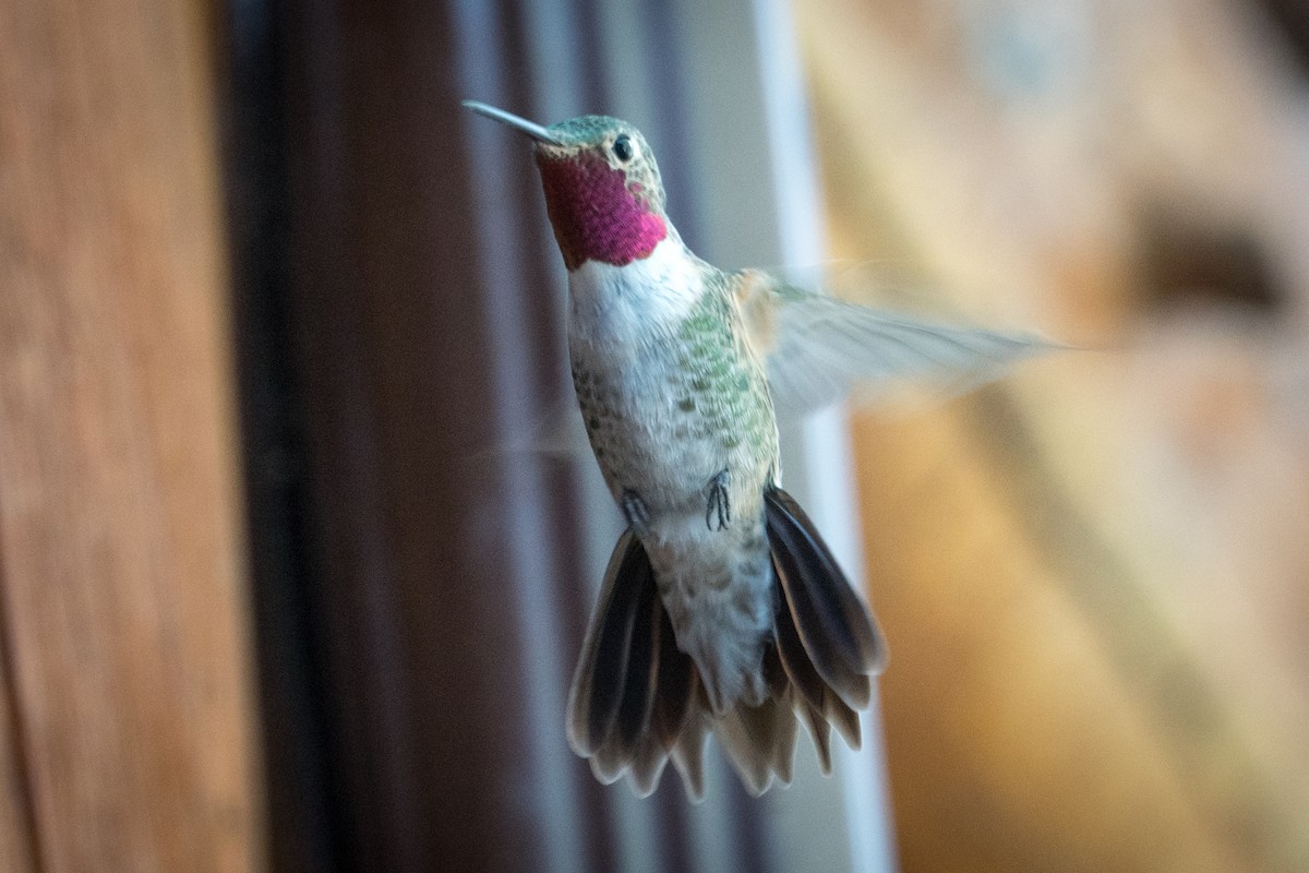 Broad-tailed Hummingbird - ML264036191