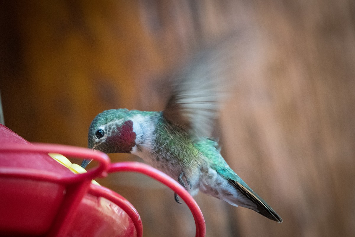 Broad-tailed Hummingbird - Ed McGee