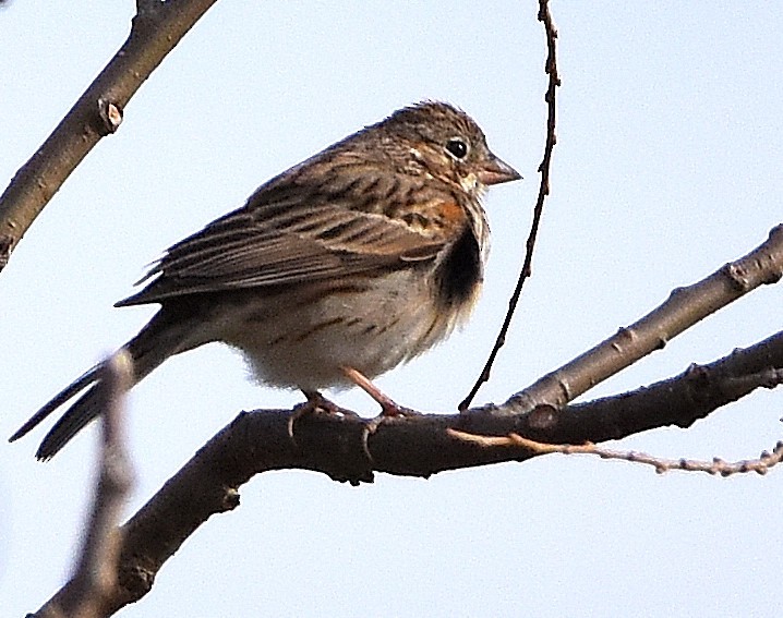 Vesper Sparrow - Alan Warren