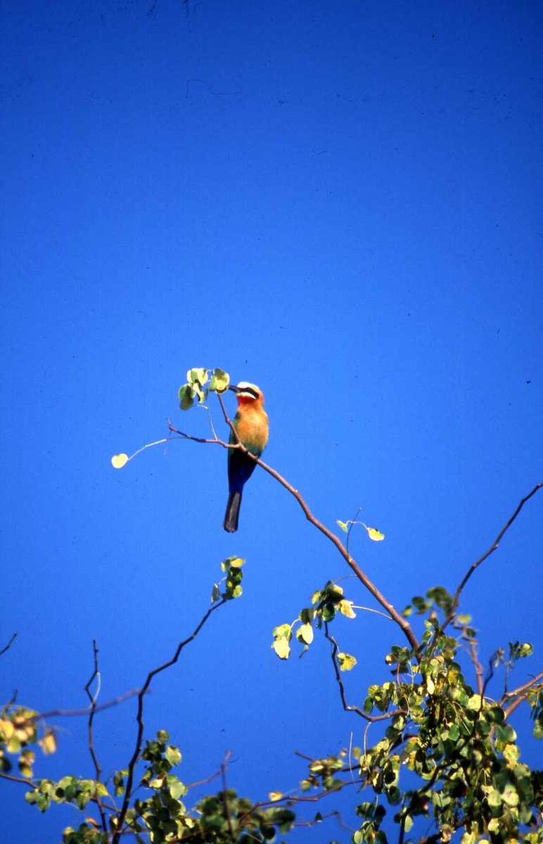 White-fronted Bee-eater - Simon Tonge