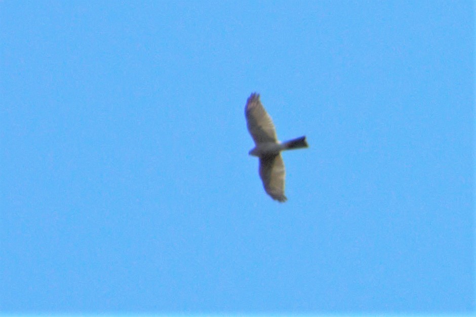 Collared Sparrowhawk - ML264040641