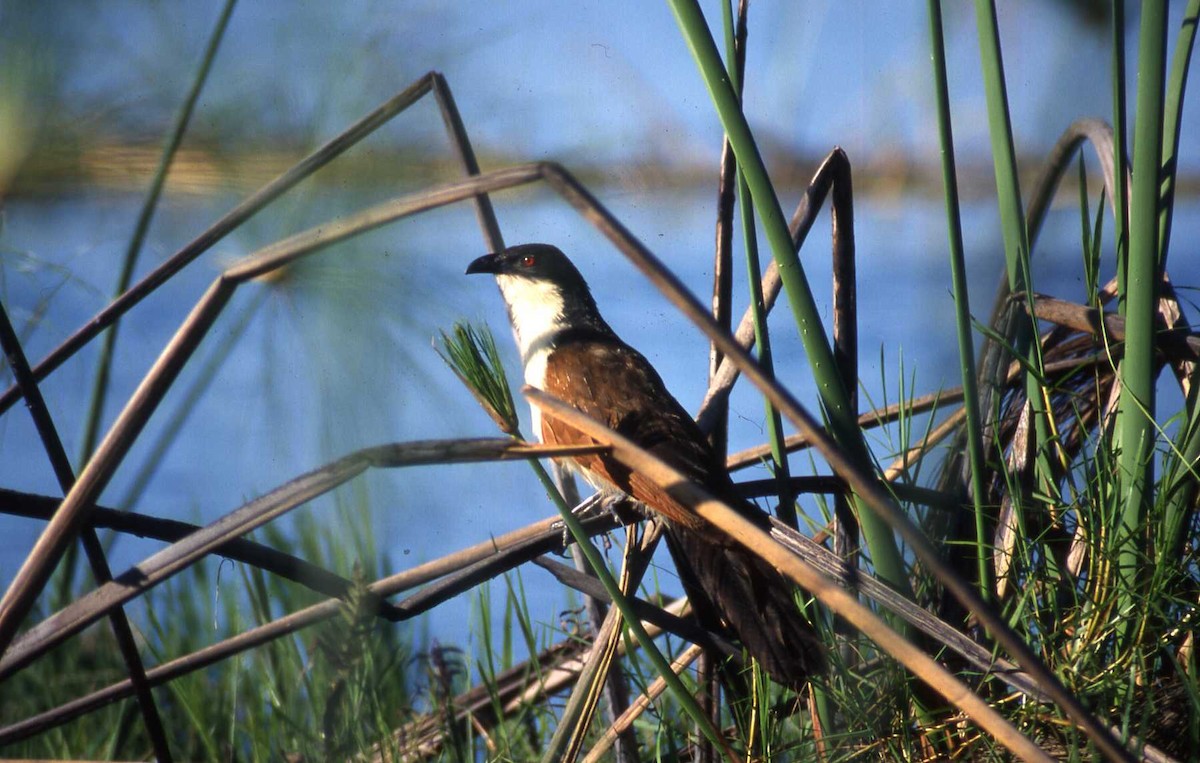 Coppery-tailed Coucal - ML26404161