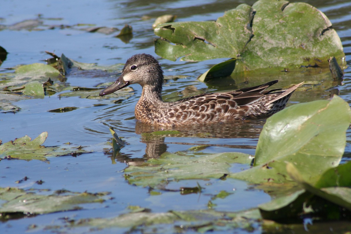 Green-winged Teal - ML264041891