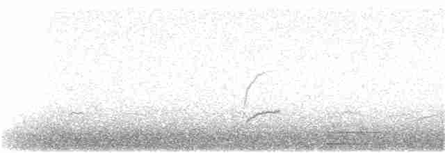 Swainson's Thrush (Russet-backed) - ML264045471