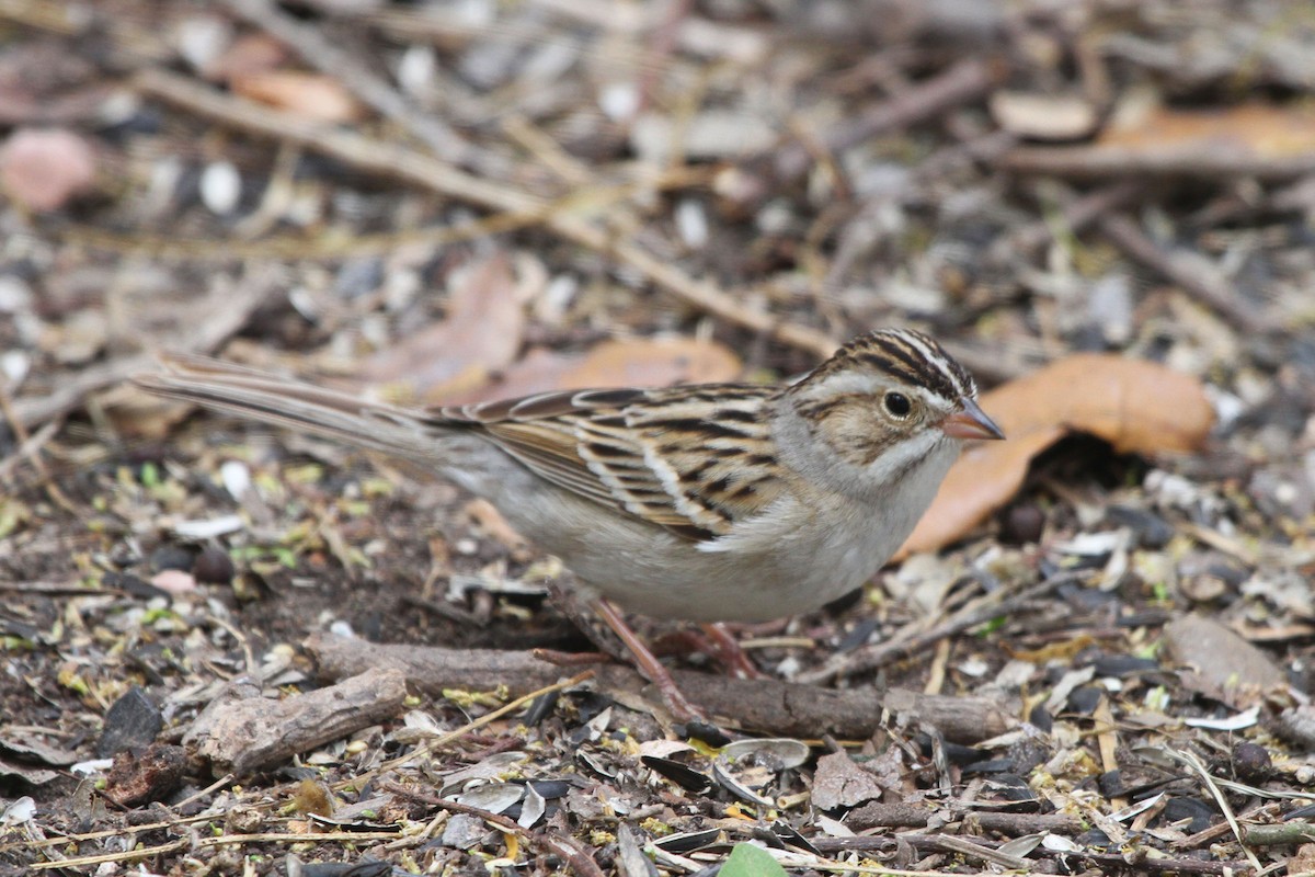Clay-colored Sparrow - ERIK BRUHNKE