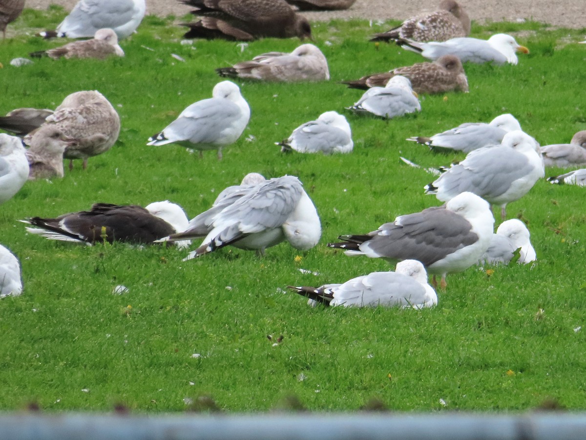 Herring x Lesser Black-backed Gull (hybrid) - ML264049701