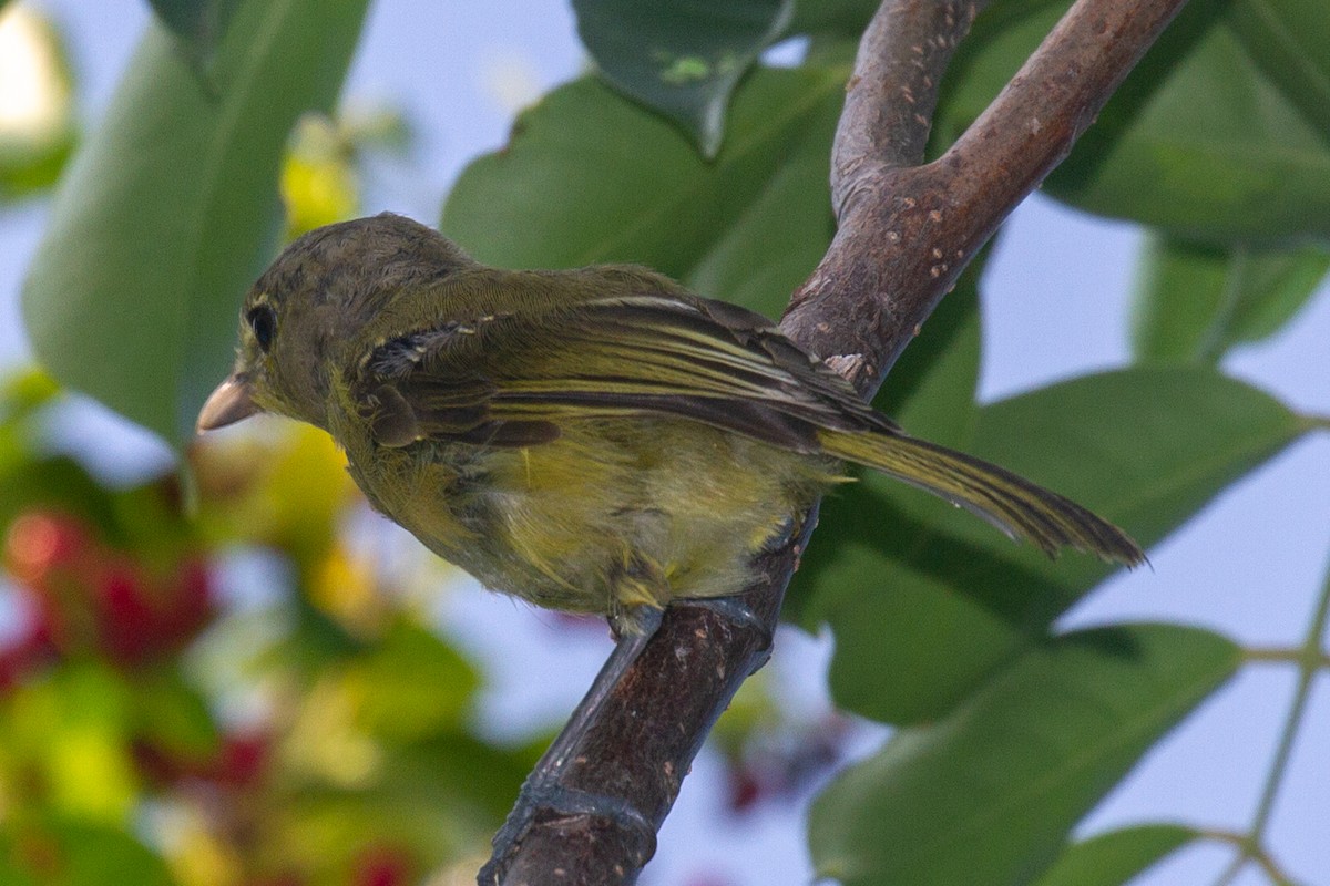 Thick-billed Vireo - Will Chatfield-Taylor