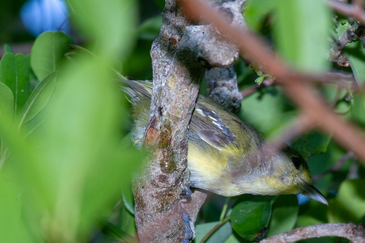 Thick-billed Vireo - ML264053291