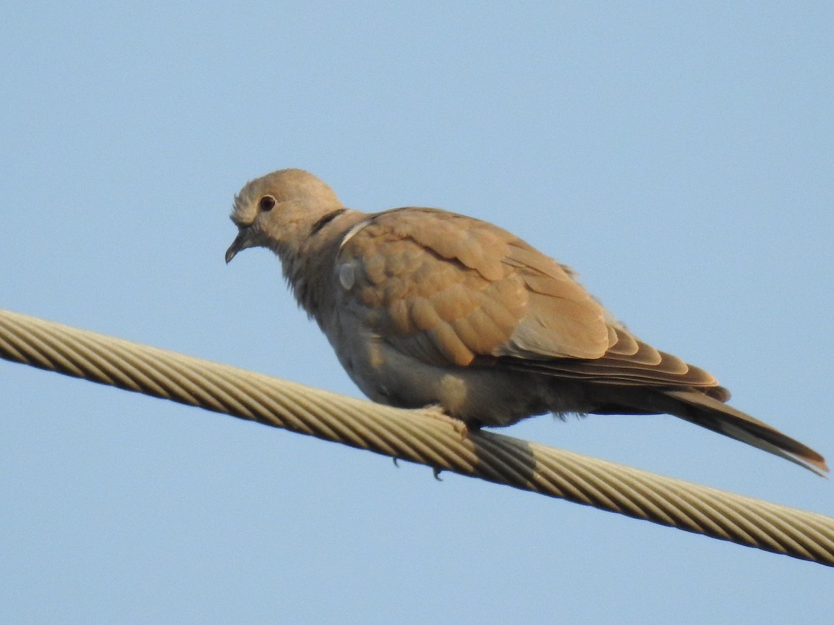 Eurasian Collared-Dove - ML264060581