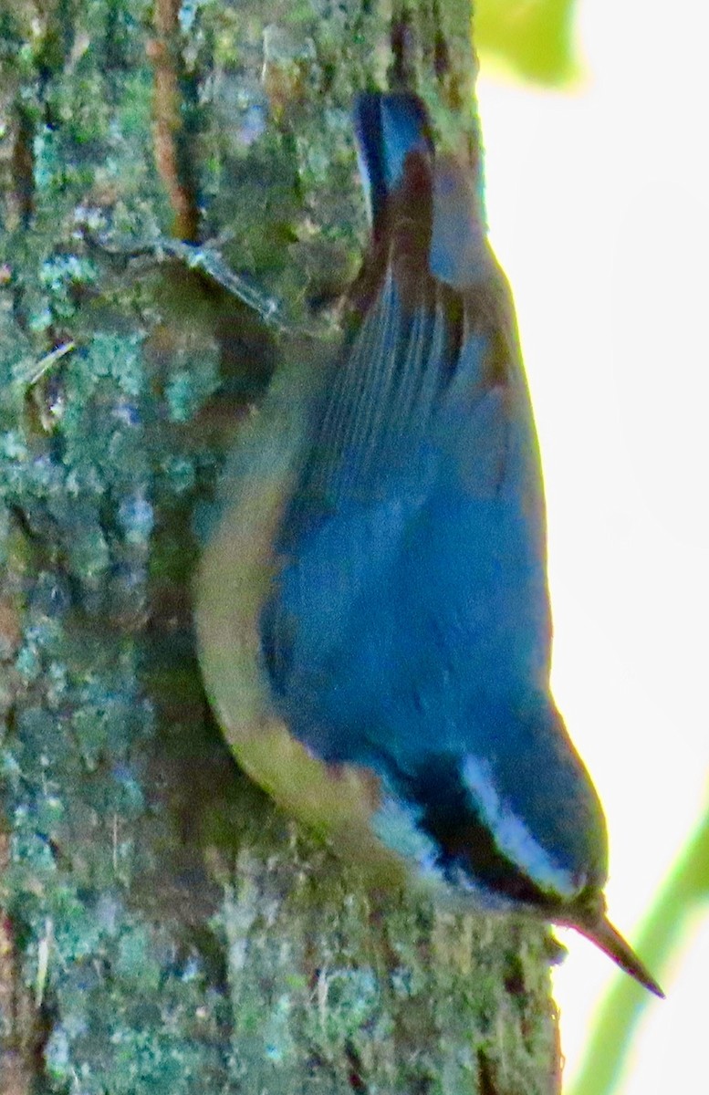 Red-breasted Nuthatch - Randy Shonkwiler