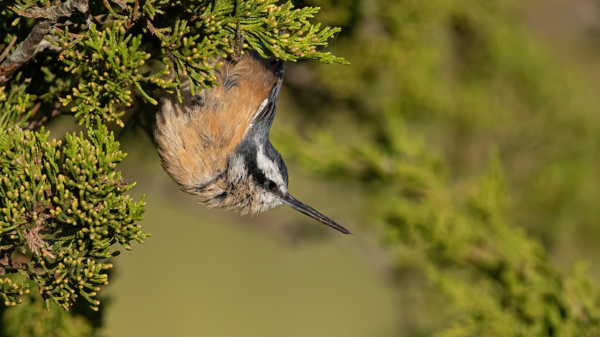 Red-breasted Nuthatch - ML264076611