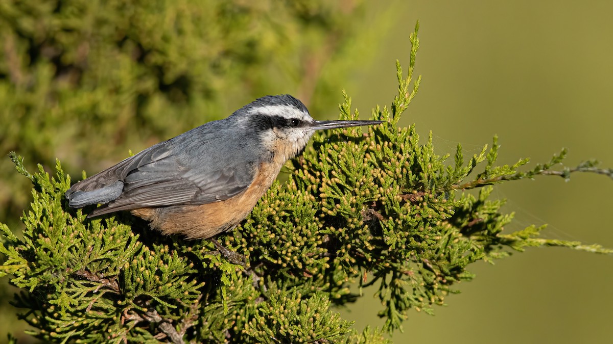 Red-breasted Nuthatch - ML264076651