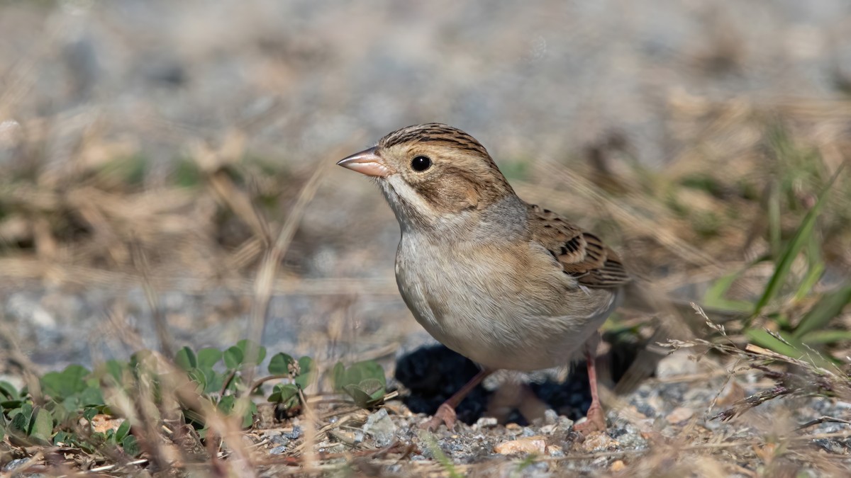 Clay-colored Sparrow - Sam Zhang