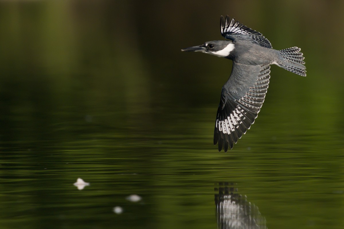 Belted Kingfisher - Peter Finley
