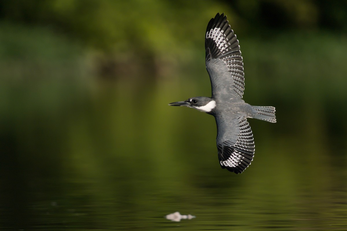 Belted Kingfisher - ML264077111