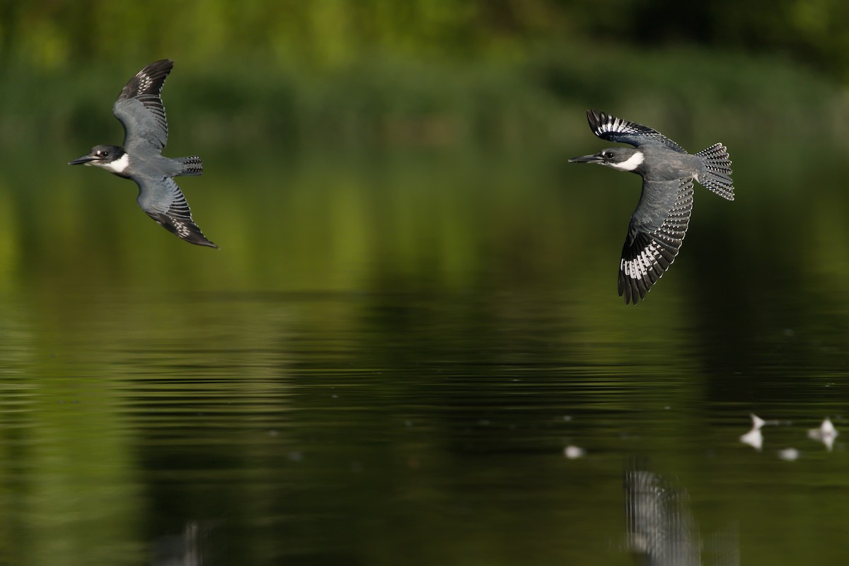Belted Kingfisher - ML264077171