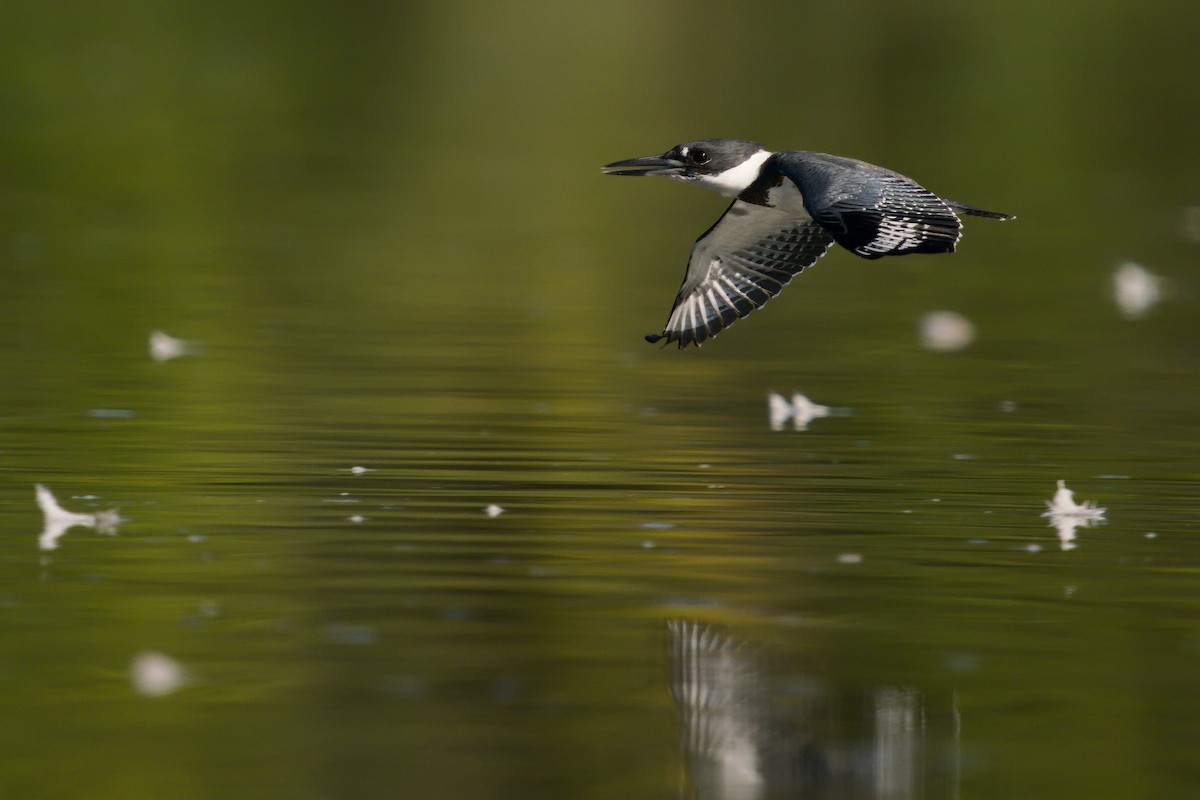 Belted Kingfisher - ML264077261