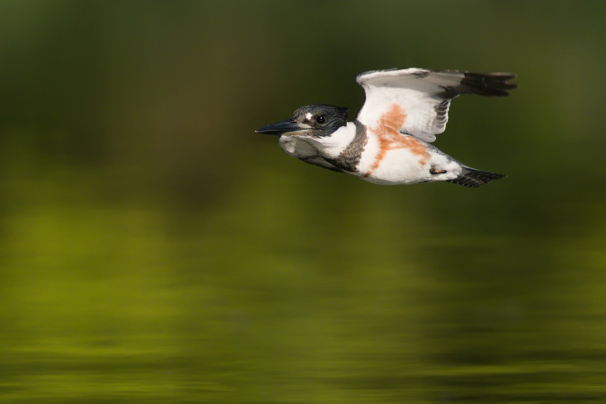 Belted Kingfisher - ML264077511
