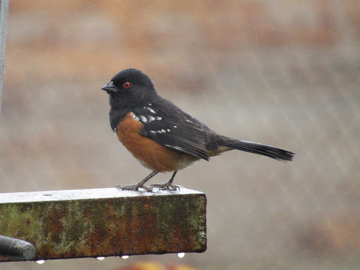 Spotted Towhee - ML264077621
