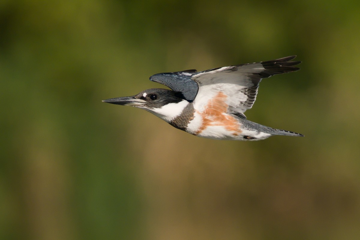Belted Kingfisher - ML264077651