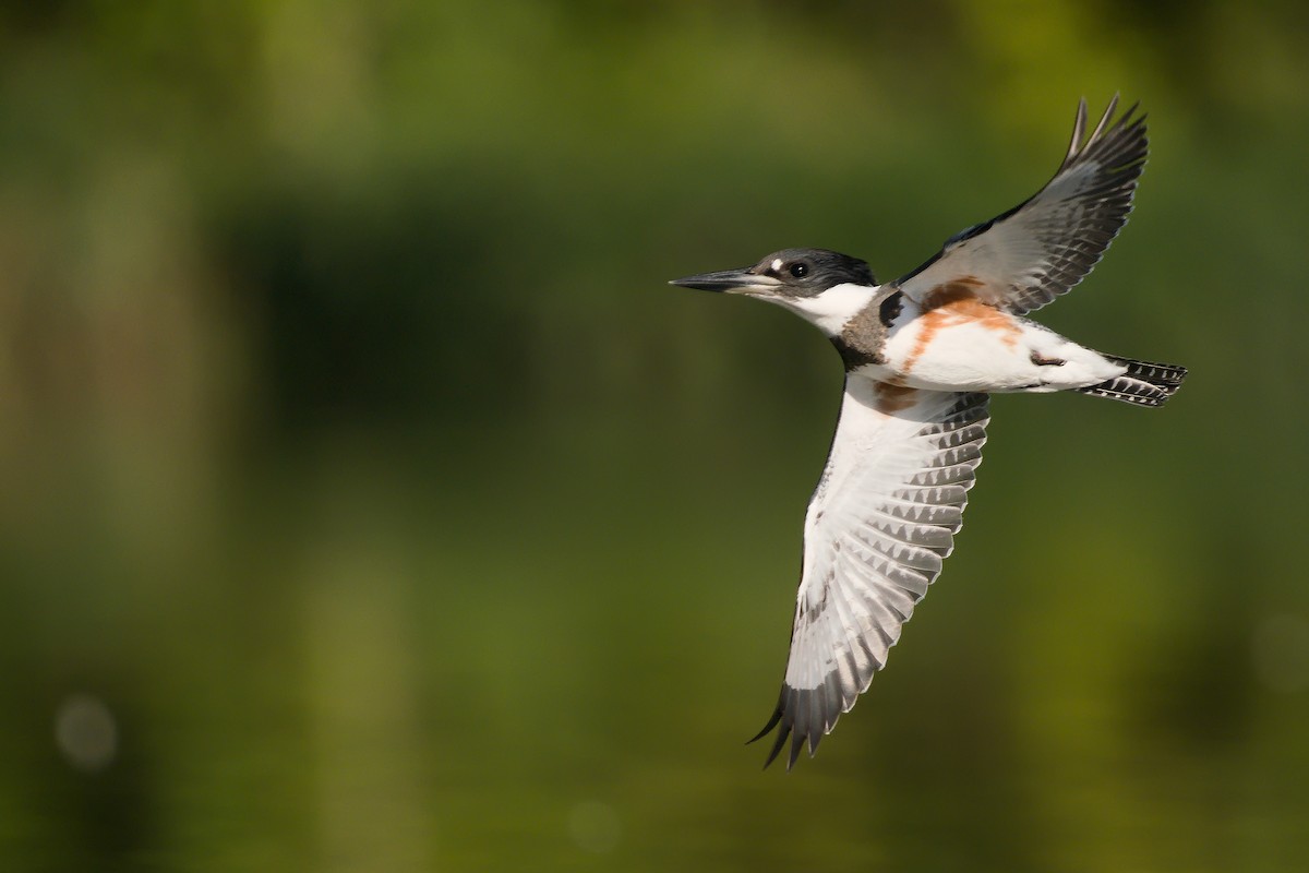 Belted Kingfisher - ML264077661