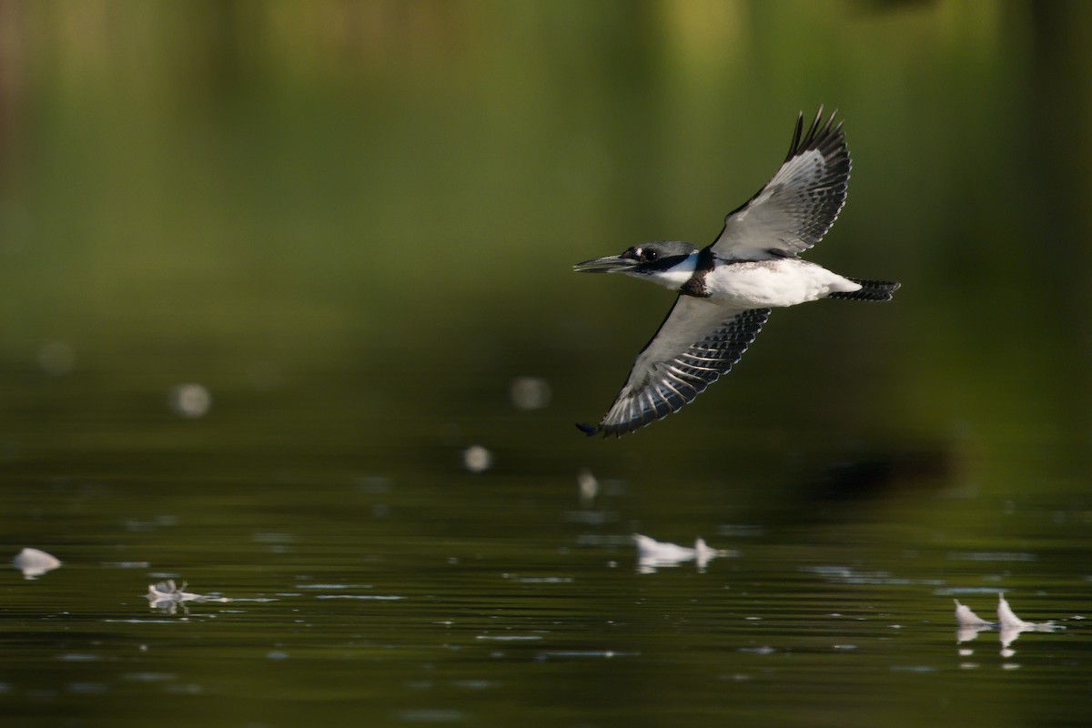 Belted Kingfisher - ML264077711