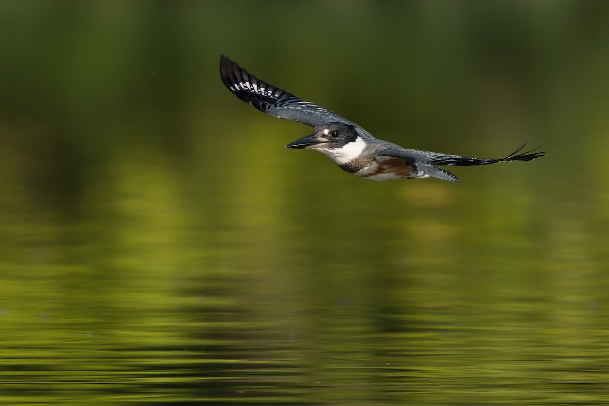 Belted Kingfisher - ML264077961