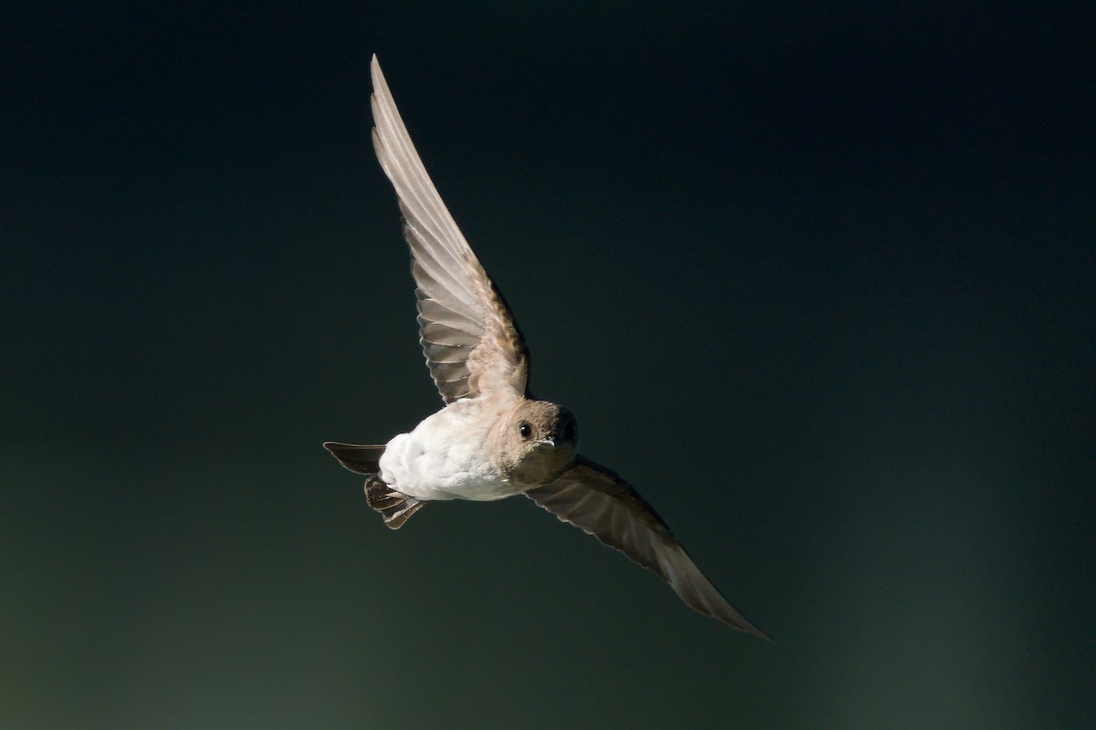 Northern Rough-winged Swallow - ML264078671