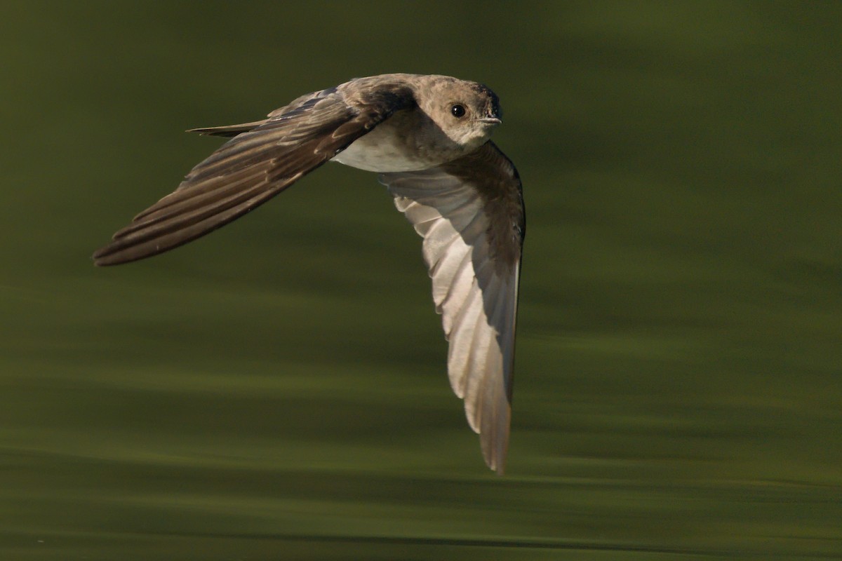 Northern Rough-winged Swallow - ML264078711