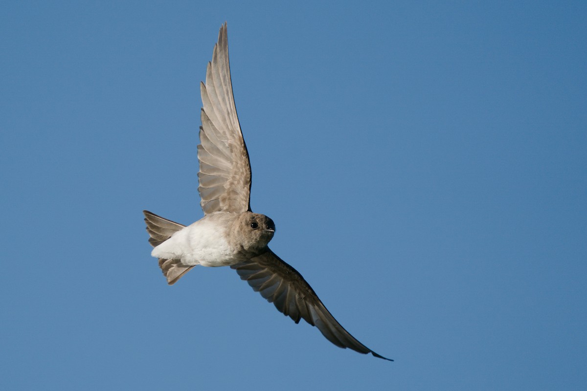 Northern Rough-winged Swallow - ML264078731