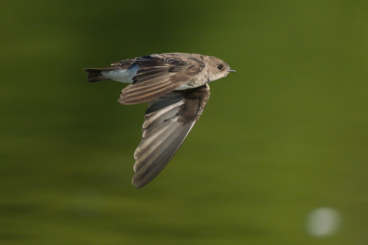 Northern Rough-winged Swallow - ML264078751