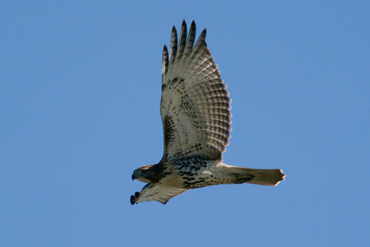 Red-tailed Hawk - Peter F